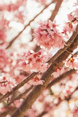 Pink flowers